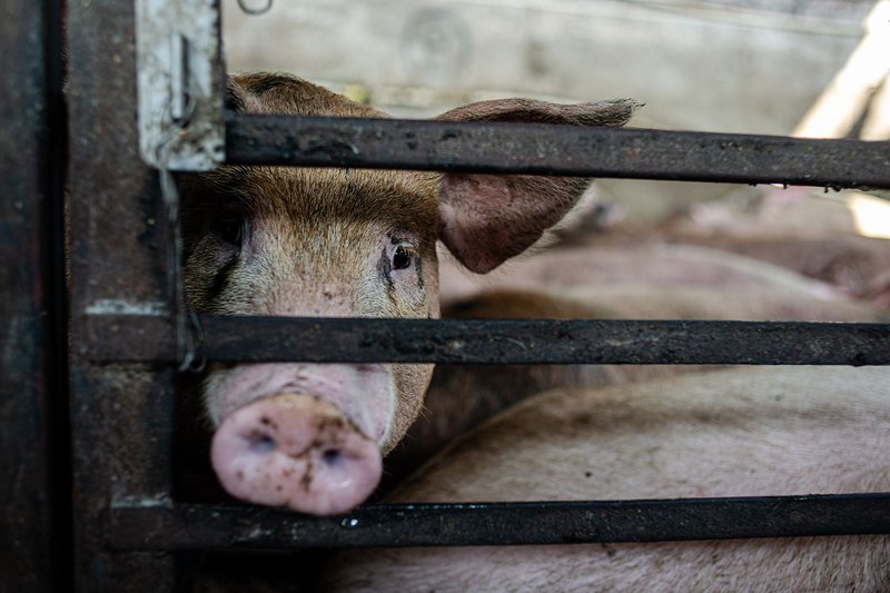 Skupina krav ve vykachličkované místnosti